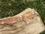 Harzflecken aus Kleidung mit Handwaschpaste entfernen