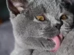 Katze Medikamente geben