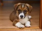 Selbstgemachtes Hundespielzeug: Hund in der Wohnung beschäftigen