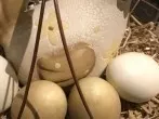 Eier verstecken - sie müssen nicht essbar sein