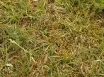 Moos entfernen - Was tun gegen Moos im Rasen?