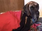 Den Hund richtig schützen - Tierkrankenversicherung