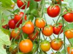 <strong>Tomaten</strong> z&uuml;chten und anbauen