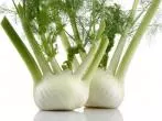 Fenchel anbauen