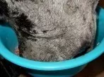 Hundefutter im Kühlschrank aufbewahren