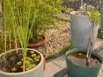 Kübelteich auf der Terrasse