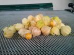 Physalis im Garten anbauen