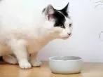Katzenfutter selber machen