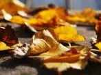 Herbst: Gartentipp