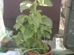 Stevia (Süßkraut) statt Süßstoff