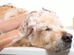 Shampoo einfach selber machen