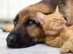 Katzen- und Hundeurin entfernen