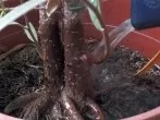Mit Wärmflasche Blumen gießen