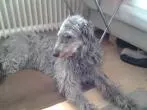 Weihrauch-Tabletten bei Hunden mit Gelenkschmerzen