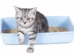 Katzenklo Deo selber machen