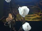 Weiße Papierrosen zum Dekorieren herstellen