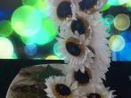 Deko Tasse - fallende Blumen