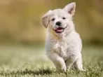 Hund stubenrein bekommen