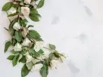 Rosen bleiben mit Zucker länger frisch