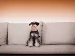 Hundehaare effektiv vom Sofa entfernen