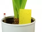 Thripse (Gewittertierchen) bekämpfen