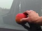 Defekter Scheibenwischer: Scheibe mit Apfel einreiben
