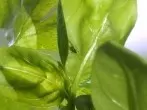 Mücken aus Blumenerde - Trauermücken