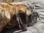 Hundehaare aus Autoteppich entfernen