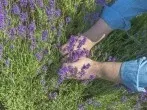 Lavendel richtig schneiden mit der Ein-Drittel–Zwei-Drittel-Methode