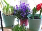 Zwiebelblumen in den Eisschrank