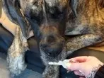 Schlüssel immer wiederfinden - mit dem Hund