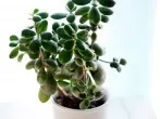 Gummibaum im Winter retten