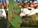 Laub für den Winter: nicht alles Laub aufkehren