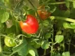 Tomaten im Farbeimer züchten