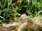 Mittel gegen Wildschweine