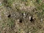 Mäuse im Garten mit Erdnussbutter fangen