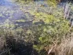 Eisenhaltiges Wasser gegen Algen im Teich