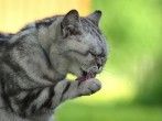 Was tun, wenn eine Katze erbricht?