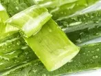 Bei Sonnenbrand schnelle Kühlung durch Aloe Vera