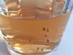 Obstfliegen fernhalten