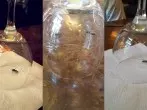 Keine Panik mit Wespen bei Tisch