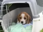 Hund an die Hundebox gewöhnen