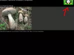 Pilze suchen - App-Empfehlung