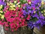 Bunter Blumenkübel