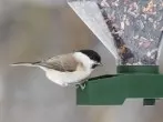 Vögel füttern im Winter - wie geht es richtig?