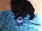 Hunde und Katzen mit Kokosöl pflegen und schützen