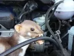 Marder vom Fahrzeug fernhalten