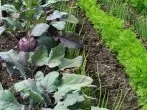 Fruchtfolge und Mischkultur im Garten