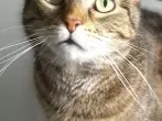 Katzen füttern - Erinnerungshilfe