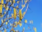 Heuschnupfen: Wie funktioniert die Pollenvorhersage?